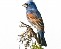 Blue Grosbeak