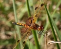 Calico Pennant Dragonfly
