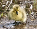 Canada Goose Gosling