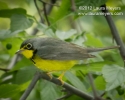 Canada Warbler
