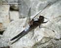 Chalk-front Corporal Dragonfly
