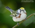 Chestnut-sided Warbler