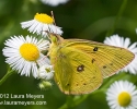 Clouded Sulphur Butterfly