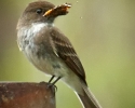 Eastern Phoebe with Red Admiral Butterfly