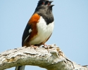 Eastern Towhee Singing