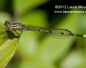 Familiar Bluet Damselfly female