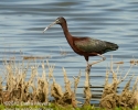 Glossy Ibis