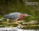 Green Heron