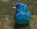 Indigo Bunting