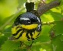 Magnolia Warbler