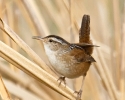 Marsh Wren