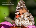 Painted Lady Butterfly