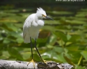 Snowy Egret