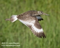 Willet in Flight