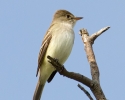 Willow Flycatcher