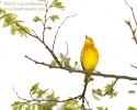 Yellow Warbler Singing