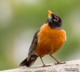 American Robin