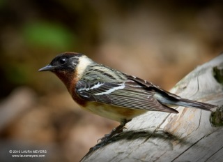 Bay-breasted Warbler