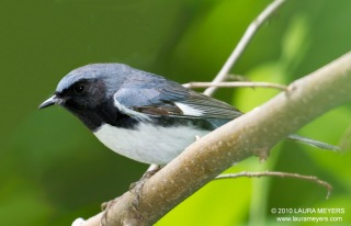 Black-throated Blue Warbler