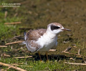 Forster's Tern Juvenile