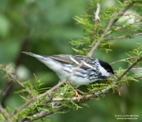 Blackpoll Warbler breeding