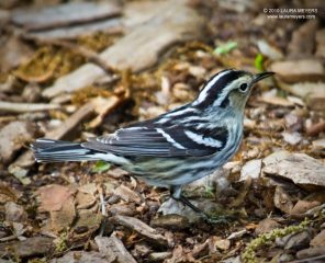Black and White Warbler Breeding