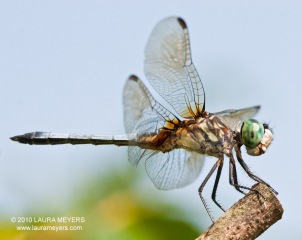 Blue Dasher male