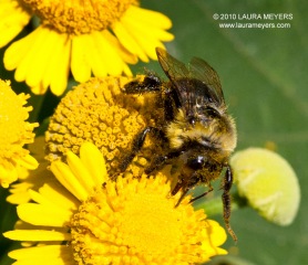 Bumblebee on Sneezeweed Flower