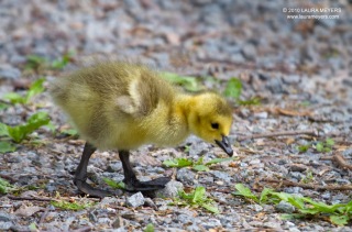 Canada Goose Chick