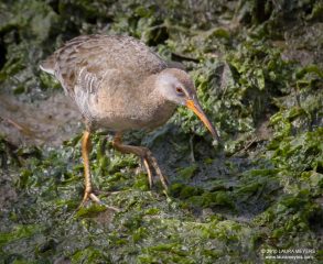 Clapper Rail 1