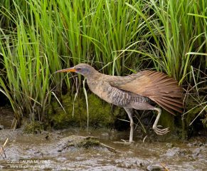 Clapper Rail open wing