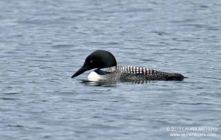 Common Loon