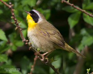 Common Yellowthroat Warbler