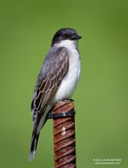 Eastern Kingbird