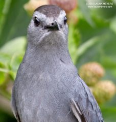 Gray Catbird closeup