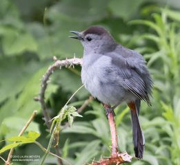 Gray Catbird