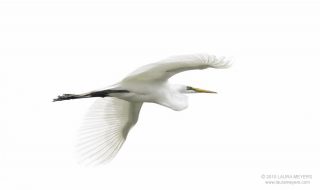 Great Egret in Flight