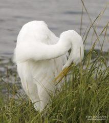 Great Egret