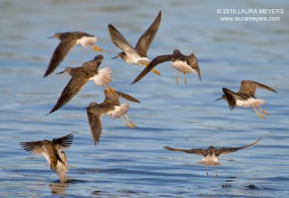 Greater Yellowlegs in flight