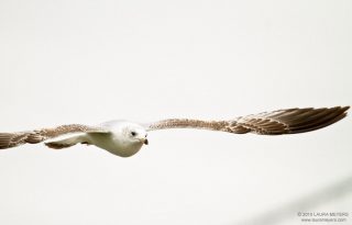 Herring Gull in flight