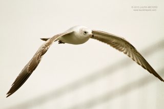 Herring Gull in flight