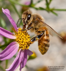 Honey Bee Stuyvesant Cove