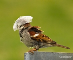 House Sparrow with Gull feather