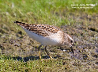 Least Sandpiper