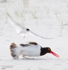 Least Tern and Oystercatcher
