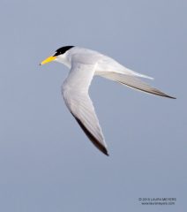 Least Tern in flight