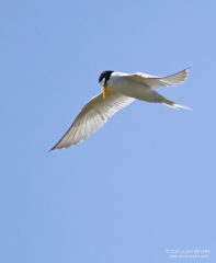 least_tern_mortonnwr