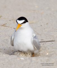 Least Tern with eggs