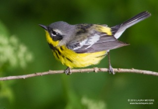 Magnolia Warbler