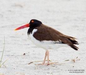 American Oystercatcher